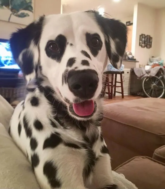 40 Hilarious And Heartwarming Dog Photos That Stole The Internet’s Heart
