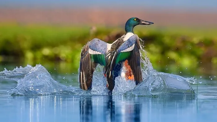 “Northern Shoveler”