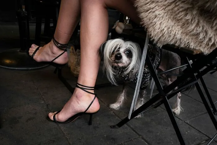 47 Perfectly Timed Candid Dog Photos By This Street Photographer