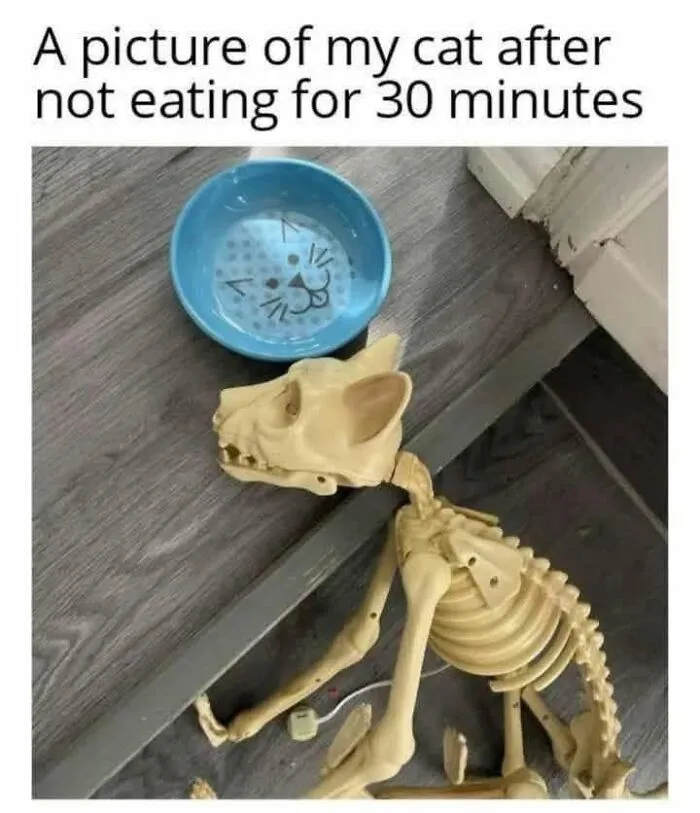 Hilarious cat meme of a cat skeleton near an empty food bowl, capturing what it is like to share a home with cats.