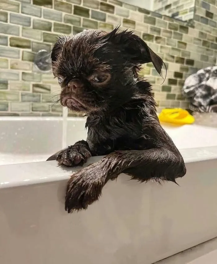 40 Hilarious And Heartwarming Dog Photos That Stole The Internet’s Heart