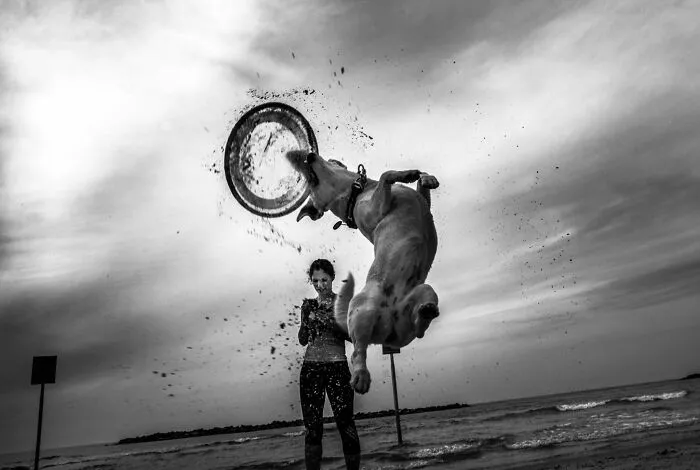 47 Perfectly Timed Candid Dog Photos By This Street Photographer
