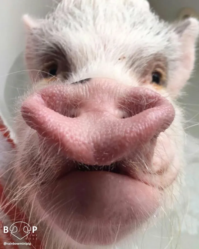 This Page Shared 60 Funny Animal Photos That Might Make You Want To Boop Every Nose