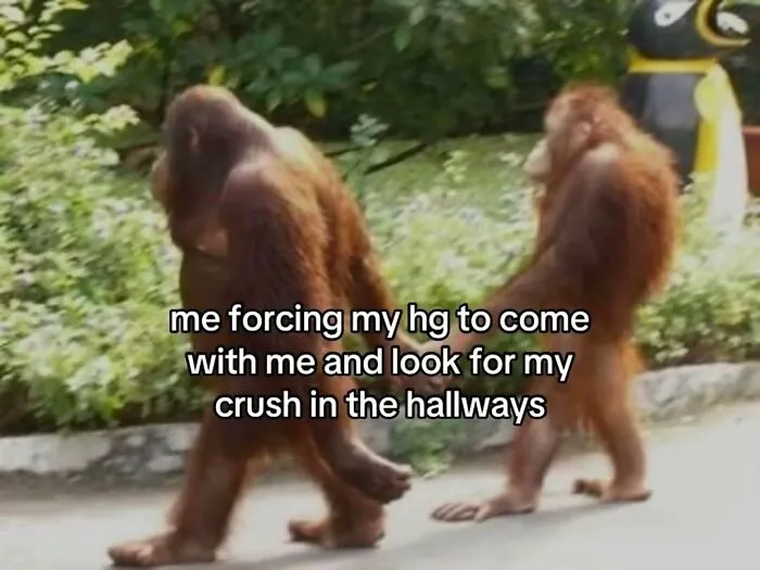 A relatable meme of two orangutans walking, representing someone forcing a friend to help find a crush.