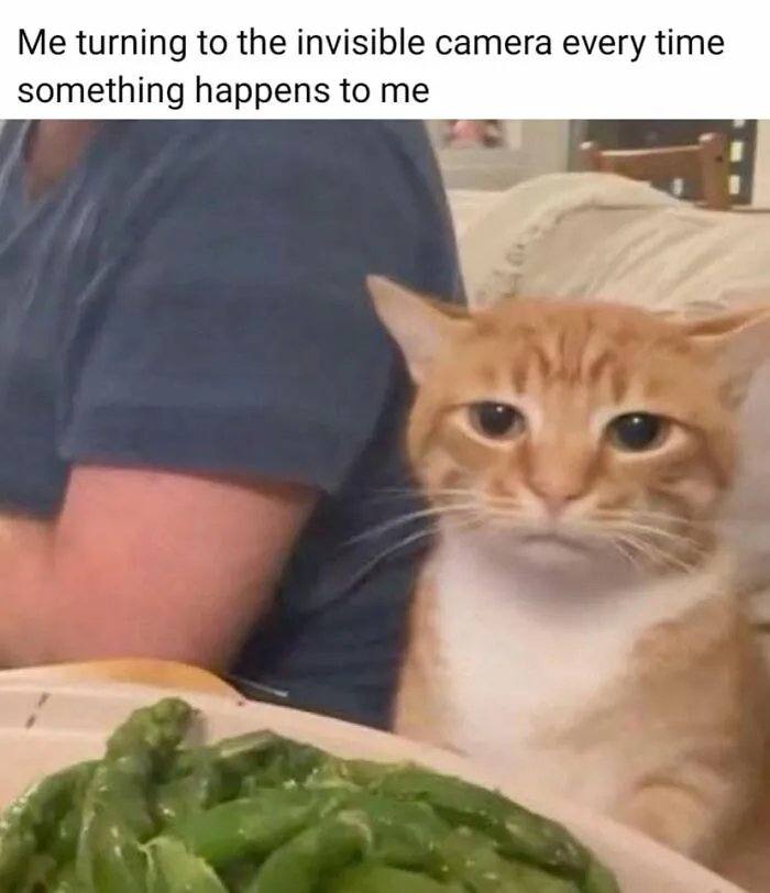 Hilarious cat meme of an orange cat looking sad, capturing what it is like to share a home with cats.