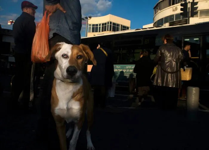 47 Perfectly Timed Candid Dog Photos By This Street Photographer