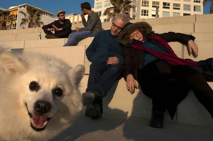 47 Perfectly Timed Candid Dog Photos By This Street Photographer