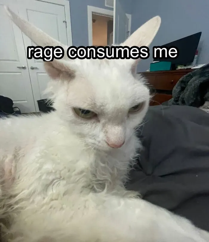 30 Cute Photos Of A Devon Rex Cat That's Capturing Hearts One Post At A Time