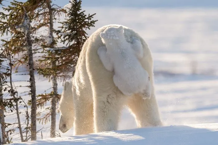 113 People Who Tried To Take Creative Animal Photos And Instead Created Comedy Gold