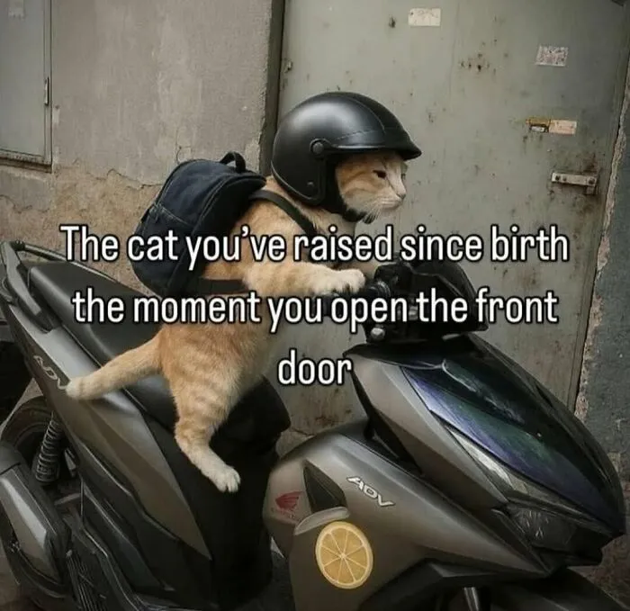 Hilarious cat meme of a cat in a helmet and backpack on a scooter, capturing what it is like to share a home with cats.