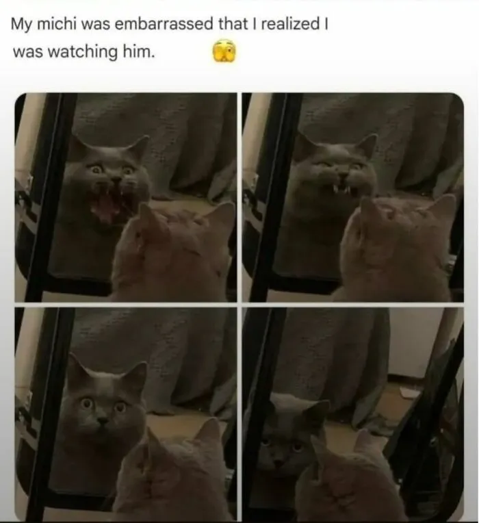 49 Hilarious Memes That Perfectly Capture What It’s Like To Share A Home With Cats