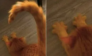 49 Hilarious Memes That Perfectly Capture What It’s Like To Share A Home With Cats