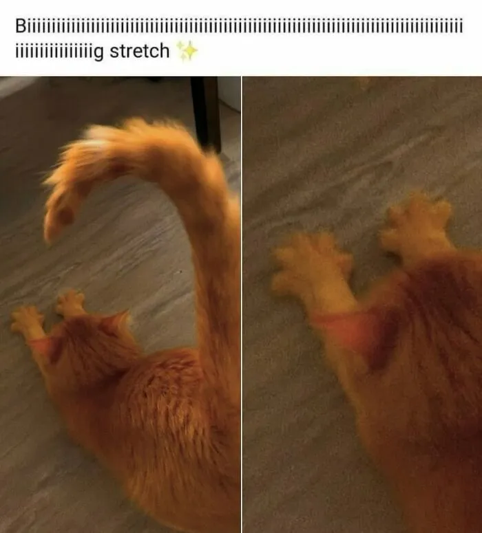 50 Cat Memes That Perfectly Capture Why Living With Cats Is Equal Parts Chaos And Comedy