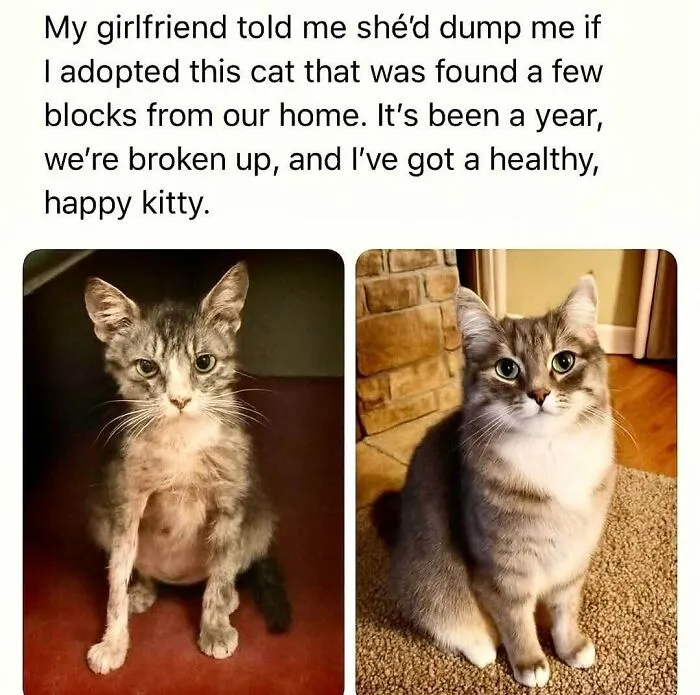 49 Hilarious Memes That Perfectly Capture What It’s Like To Share A Home With Cats