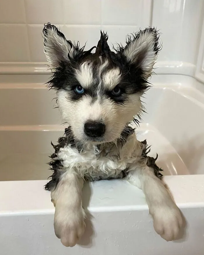 40 Hilarious And Heartwarming Dog Photos That Stole The Internet’s Heart