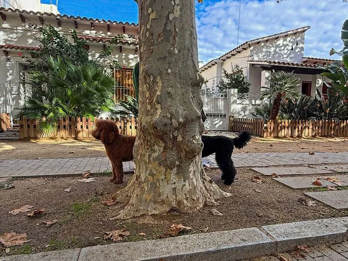 35 Divertidas fotos «accidentales» tomadas en el momento justo por este fotógrafo callejero