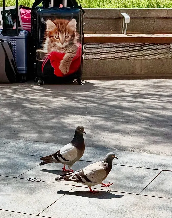 35 Divertidas fotos «accidentales» tomadas en el momento justo por este fotógrafo callejero