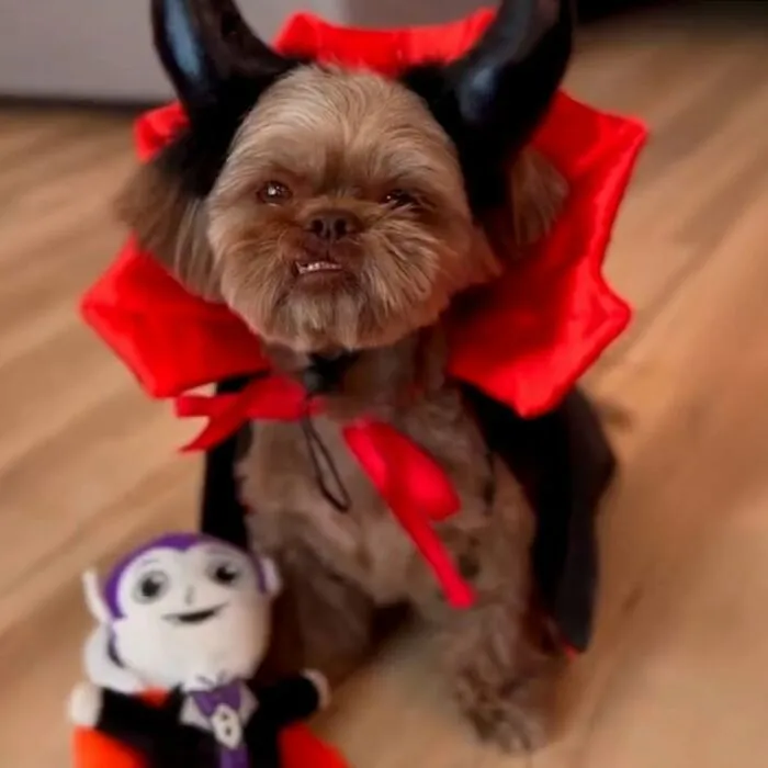 This Page Shared 27 Photos Of Dogs Who Made Their Owners Laugh Without Even Trying