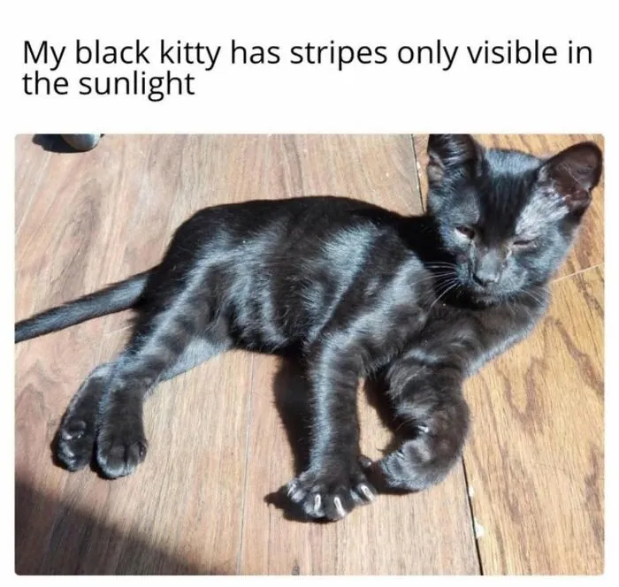49 Hilarious Memes That Perfectly Capture What It’s Like To Share A Home With Cats