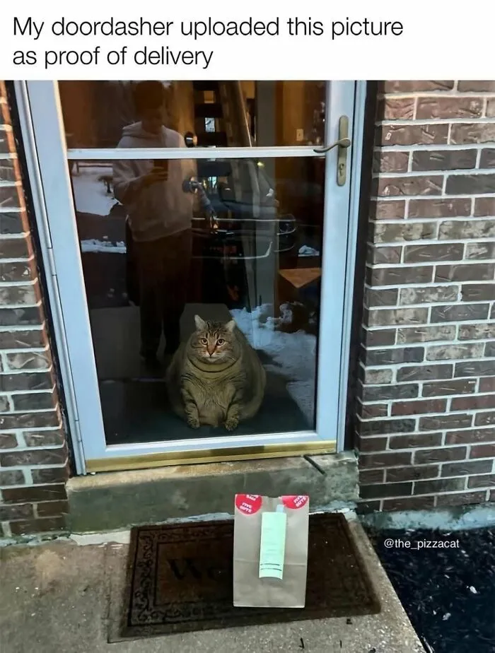 A humorous meme featuring a very round cat sitting at a door, perfectly capturing what it's like to share a home with cats.