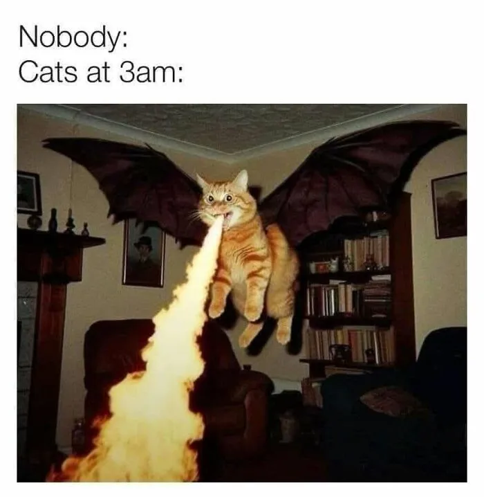 Hilarious cat memes: An orange cat with dragon wings breathes fire, depicting cats at 3 AM.