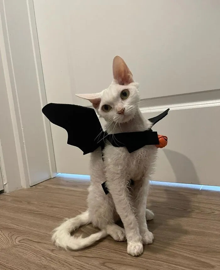 30 Cute Photos Of A Devon Rex Cat That's Capturing Hearts One Post At A Time