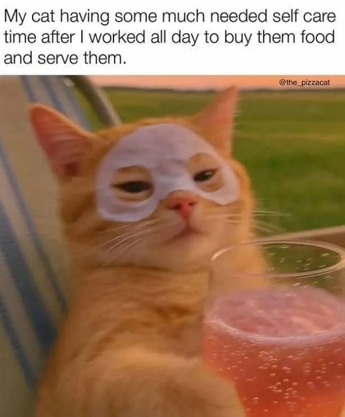 An orange cat meme wearing a face mask and holding a drink, perfectly capturing what it's like to share a home with cats.