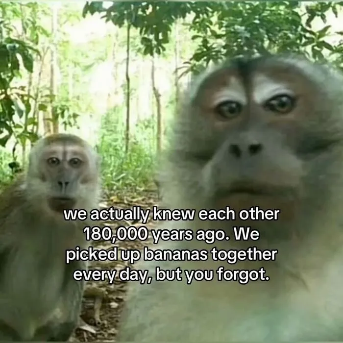 An entertaining meme featuring two monkeys with text about ancient friendship: we actually knew each other 180,000 years ago, relatable.