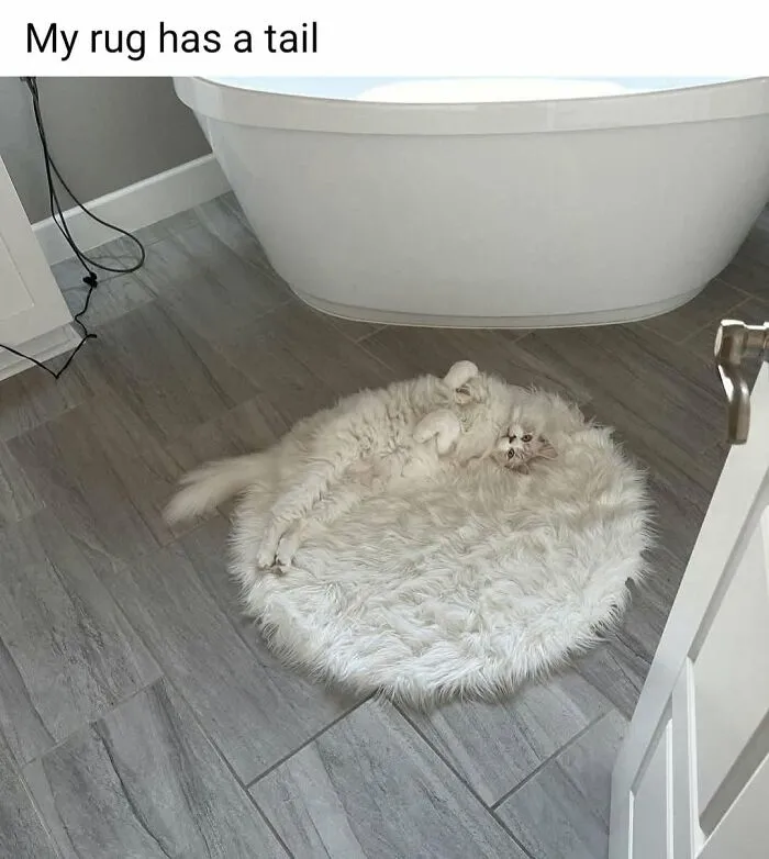 49 Hilarious Memes That Perfectly Capture What It’s Like To Share A Home With Cats