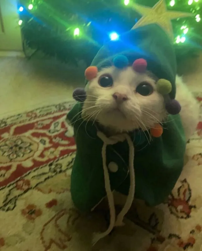 30 Cute Photos Of A Devon Rex Cat That's Capturing Hearts One Post At A Time