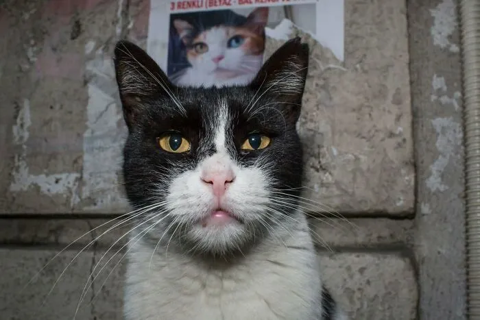 31 Fun Accidental Moments Captured By This Street Photographer (New Pics)