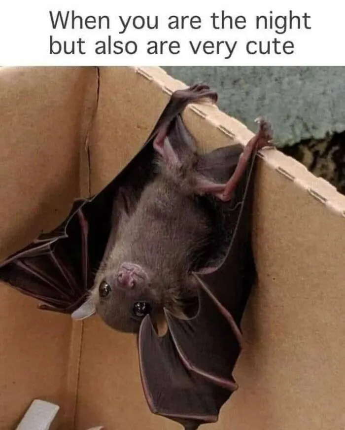 50 Memes From ‘Animal Comedy’ That Perfectly Capture The Funny Side Of Our Furry Friends
