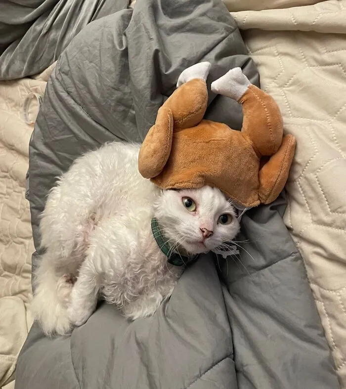 30 Cute Photos Of A Devon Rex Cat That's Capturing Hearts One Post At A Time