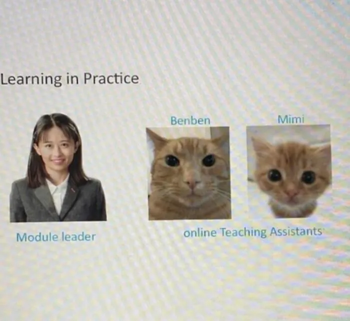 A funny meme showing a module leader with two cat teaching assistants, perfectly capturing what it's like to share a home with cats.