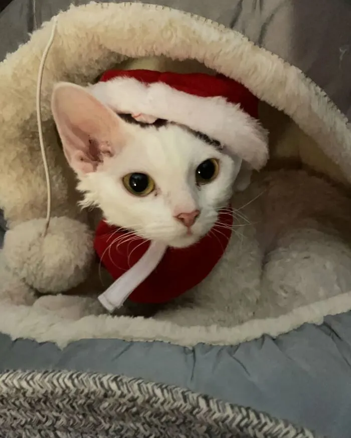 30 Cute Photos Of A Devon Rex Cat That's Capturing Hearts One Post At A Time