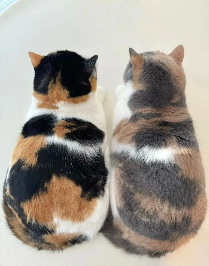 Fotografía de dos gatos sentados de espaldas, destacando la comedia de animales con su patrón de pelaje.