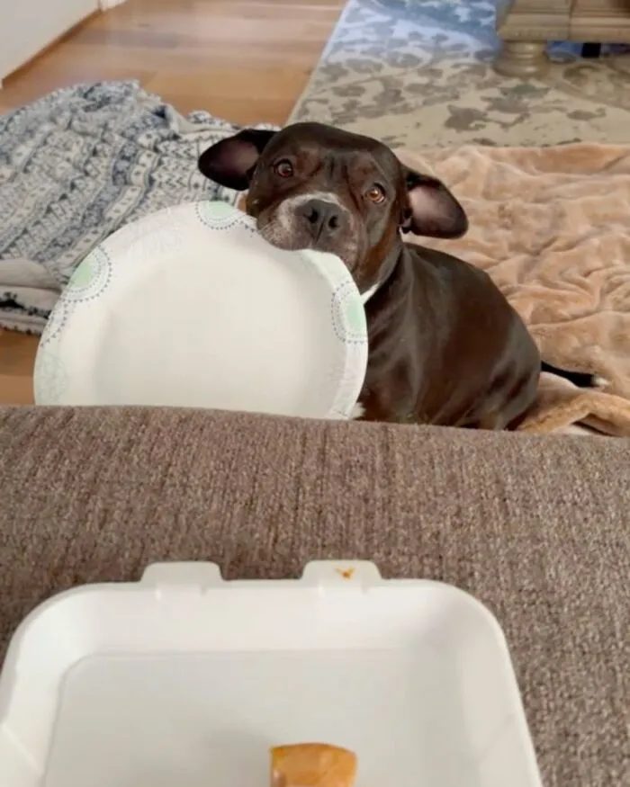 This Page Shared 27 Photos Of Dogs Who Made Their Owners Laugh Without Even Trying