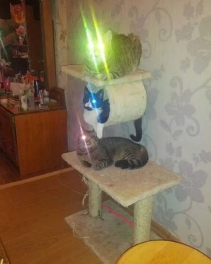 Tres gatos en un rascador, con los ojos brillando intensamente por el flash, una imagen de pura comedia de animales.