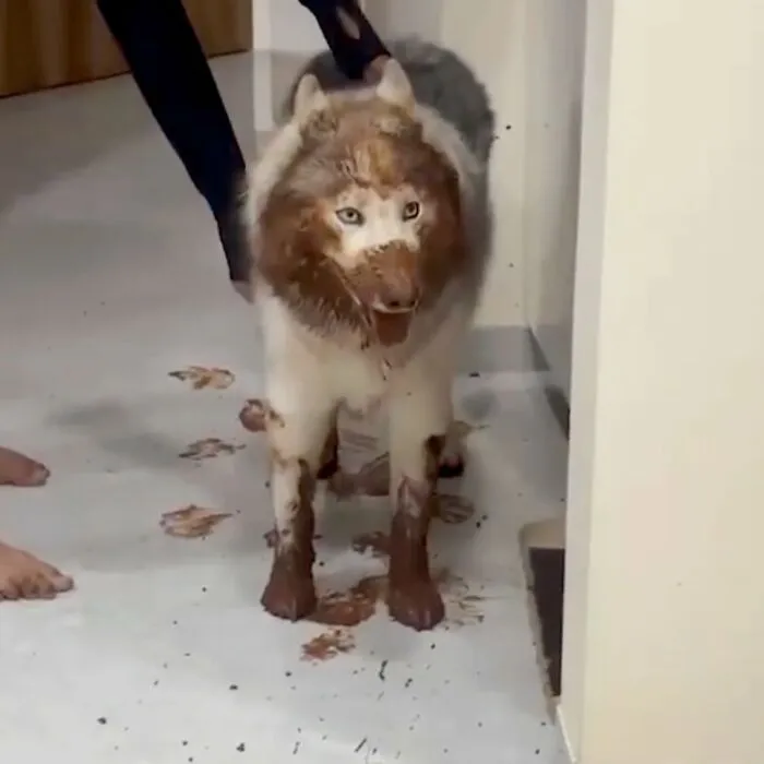 This Page Shared 27 Photos Of Dogs Who Made Their Owners Laugh Without Even Trying