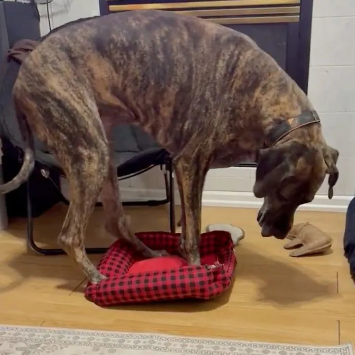This Page Shared 27 Photos Of Dogs Who Made Their Owners Laugh Without Even Trying