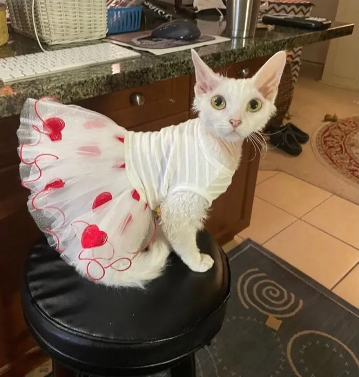 30 Cute Photos Of A Devon Rex Cat That's Capturing Hearts One Post At A Time