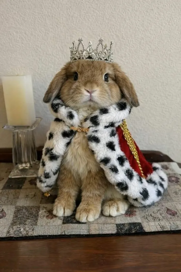 34 Personas que intentaron fotografiar a animales y terminaron con imágenes de pura comedia