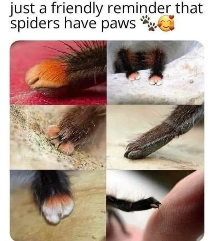 50 Memes From ‘Animal Comedy’ That Perfectly Capture The Funny Side Of Our Furry Friends