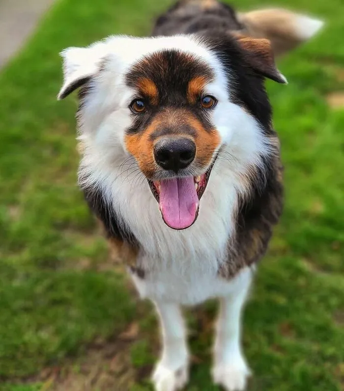 40 Hilarious And Heartwarming Dog Photos That Stole The Internet’s Heart
