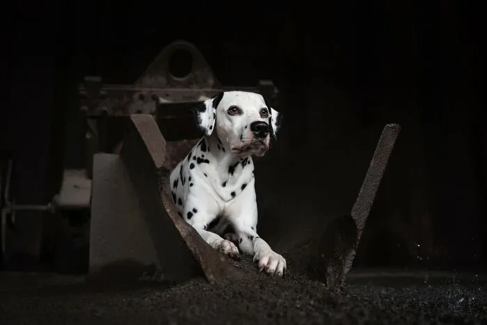 A dalmatian dog lying in a dark, industrial setting, a striking animal photo from the reFocus Color Photography Contest.