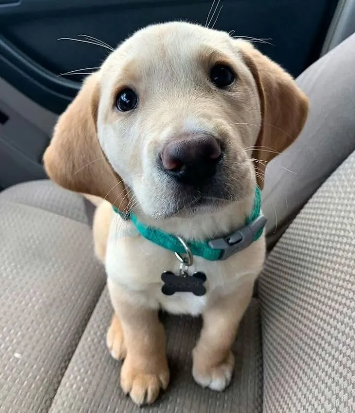 40 Hilarious And Heartwarming Dog Photos That Stole The Internet’s Heart