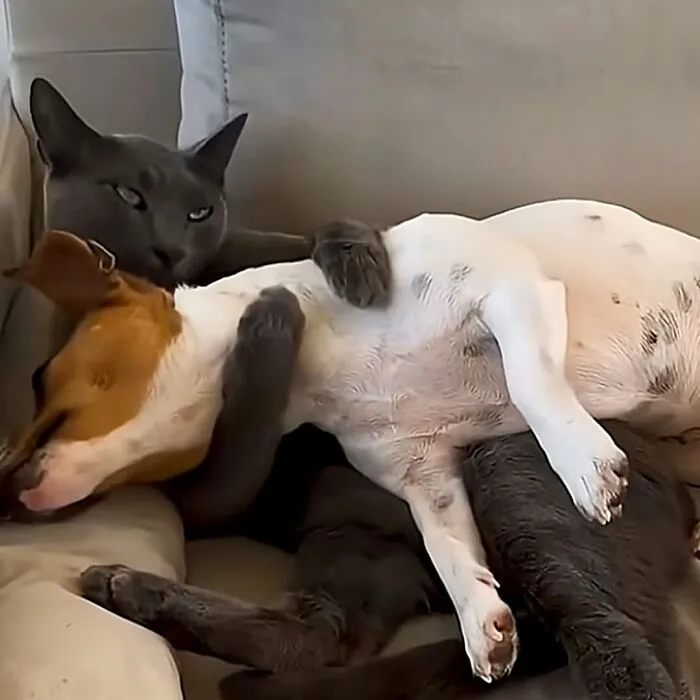 This Page Shared 27 Photos Of Dogs Who Made Their Owners Laugh Without Even Trying