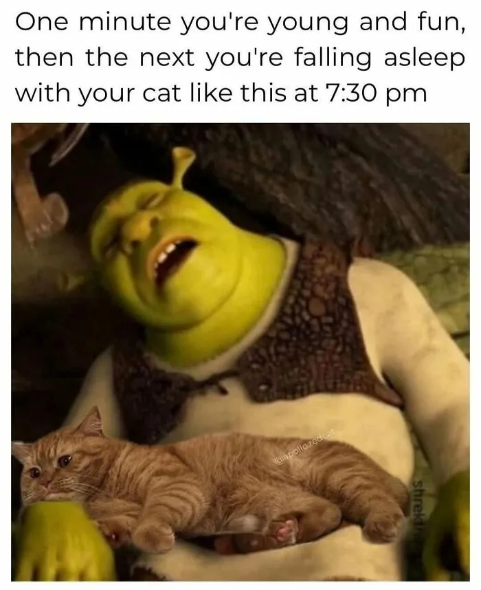 Hilarious meme of Shrek sleeping with a cat on his chest, perfectly capturing what it's like to share a home with cats.