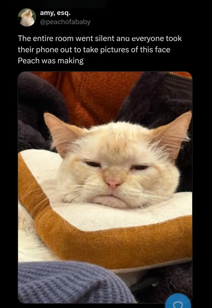 Hilarious meme of a cat with a grumpy face, perfectly capturing what it's like to share a home with cats.