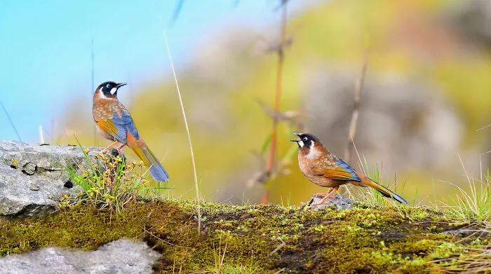 “Black-Faced Laughingthrush”
